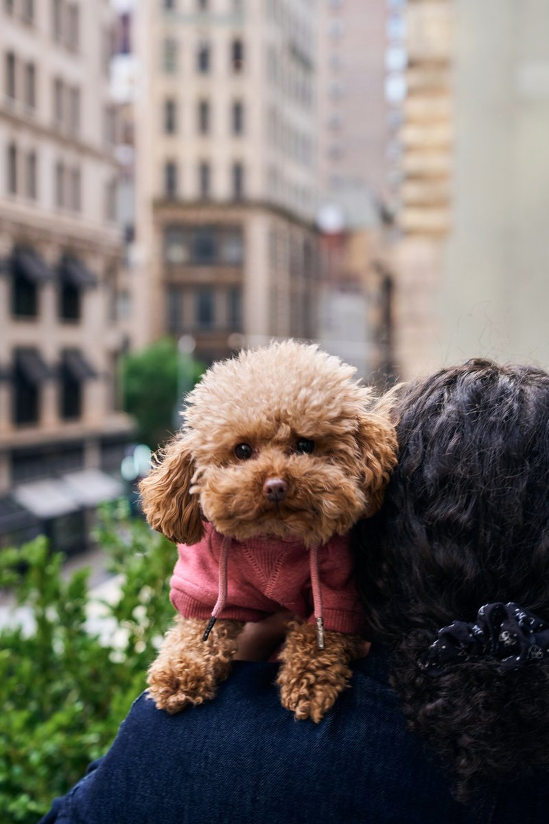 Toy Poodle on a Rooftop Above a Manhattan Street